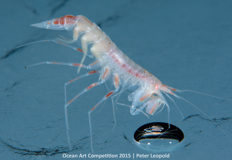 Illustration for article titled These Photos Show the Alien Beauty of Life Underwater